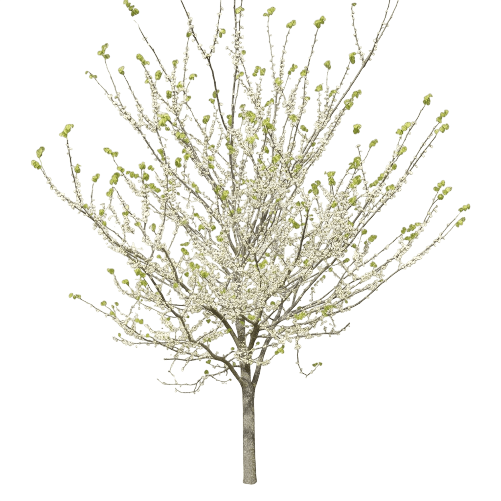 White Pom Poms eastern redbud (Cercis Canadensis 'White Pom Poms') - Flowering Trees