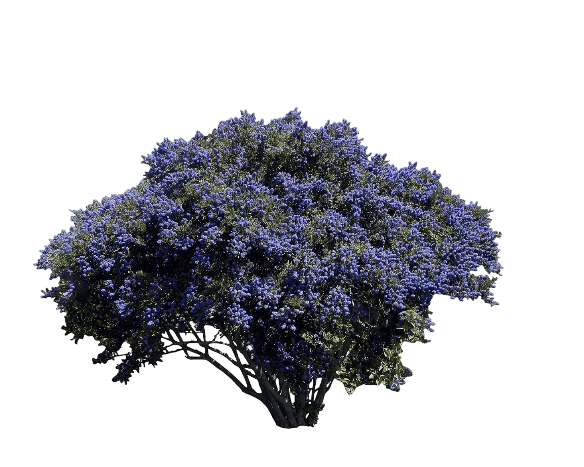 Concha ceanothus (Ceanothus 'Concha') - Shrubs