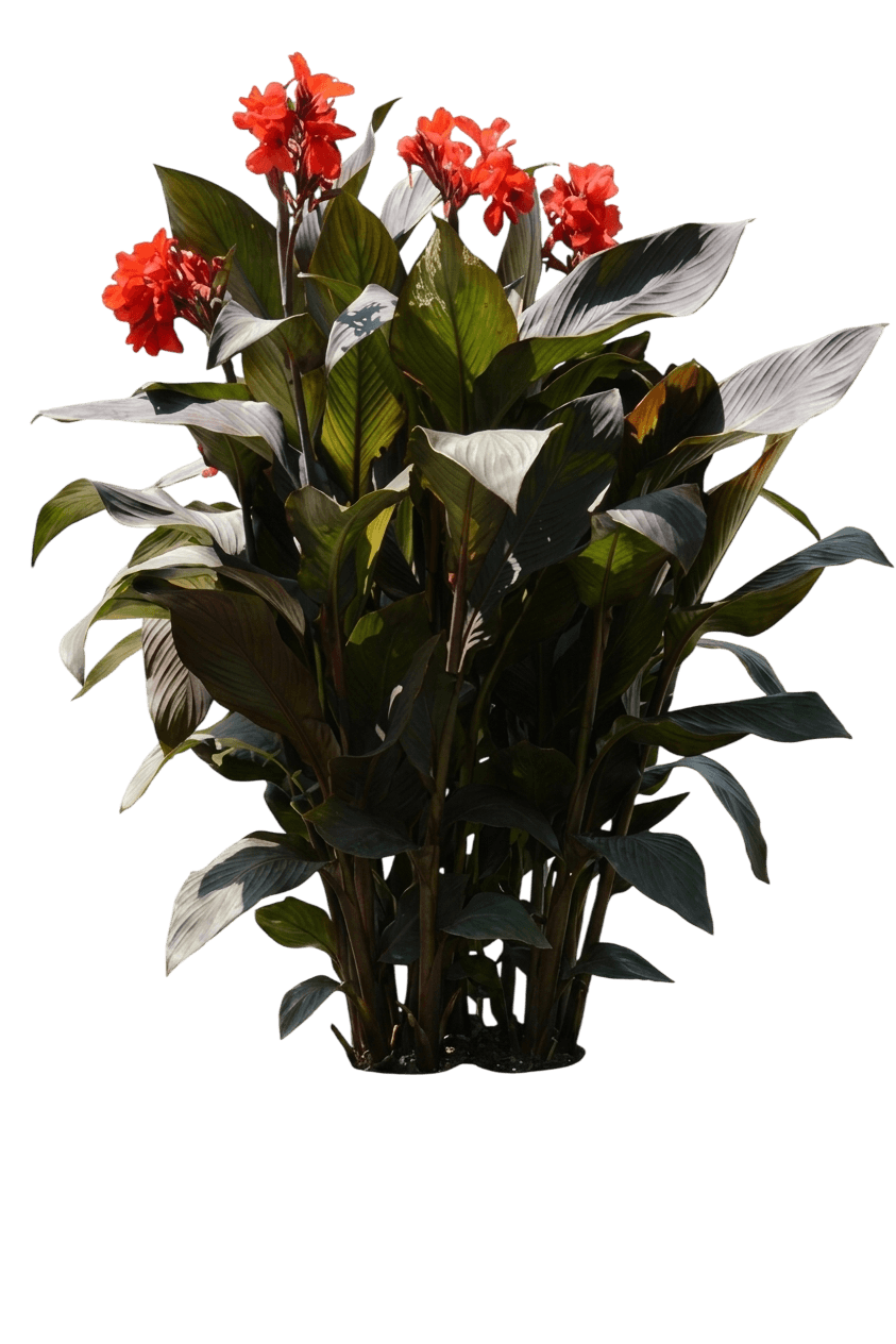 canna lily (Canna Cannova® Bronze Scarlet) - Perennials