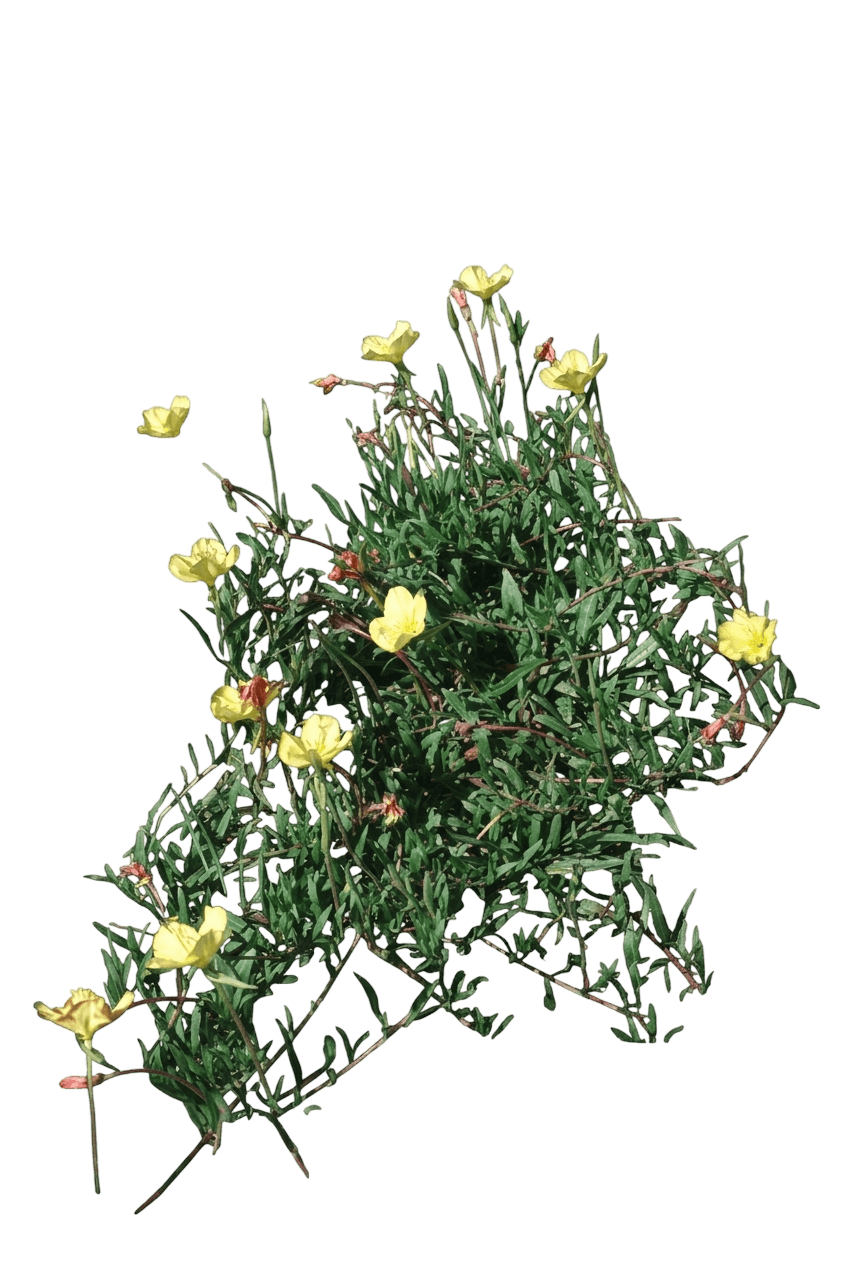 Baja evening primrose (Oenothera Stubbei) - Groundcovers