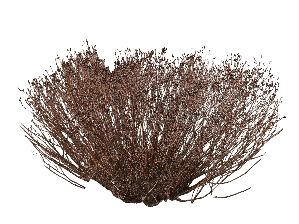 Mount Aso Japanese pink pussy willow (Salix Gracilistyla 'Mount Aso') - Ground Layers