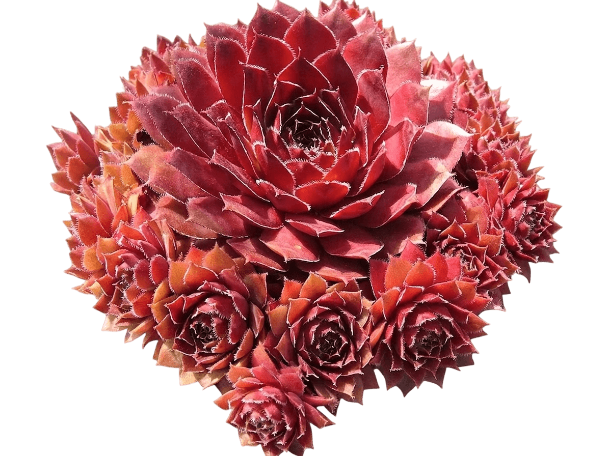 Hens-And-Chicks (Sempervivum 'Red Rubin') - Succulents