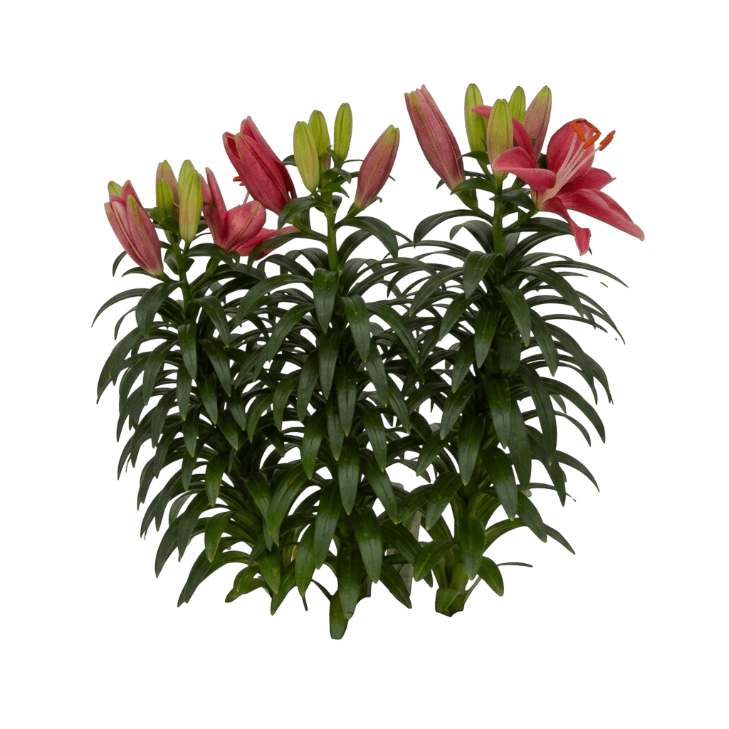 Tiny Pearl Asiatic Lily (Lilium Asiaticum Var. Asiaticum 'Tiny Pearl') - Perennials