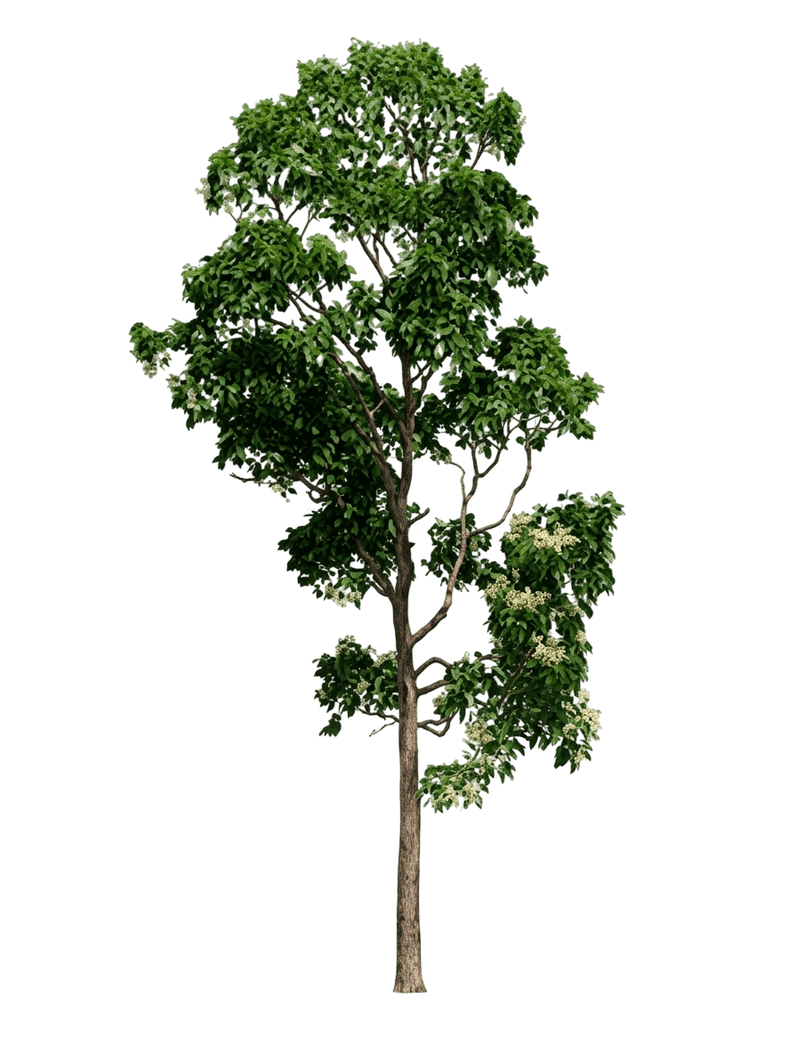 Mountain Cherry (Scolopia Braunii) - Evergreen Trees