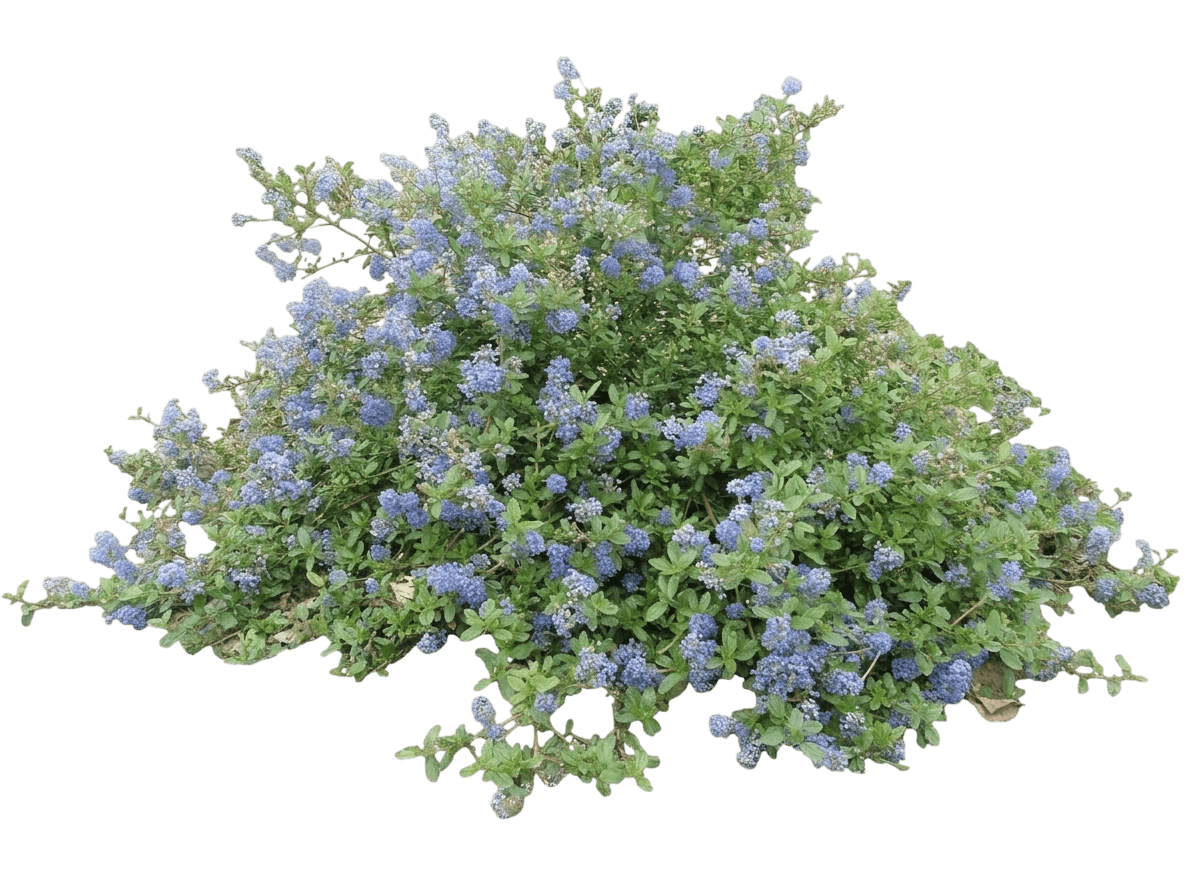 Tilden Park ceanothus (Ceanothus 'Tilden Park') - Shrubs