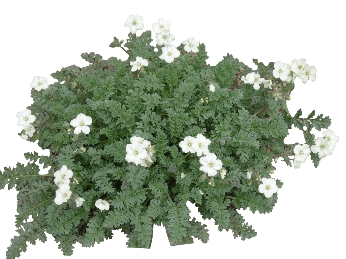 cranesbill (chrysanthum) (Erodium Chrysanthum) - Perennials