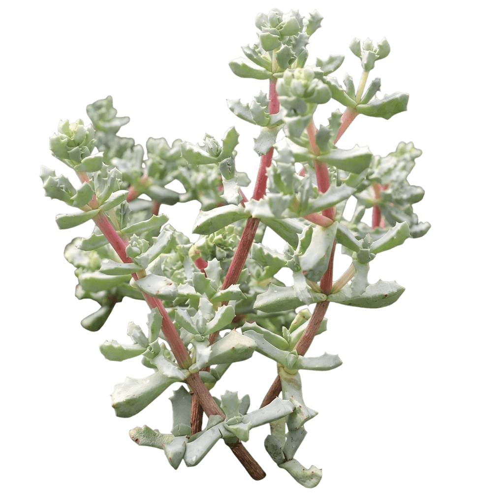pink iceplant (Oscularia Deltoides) - Groundcovers