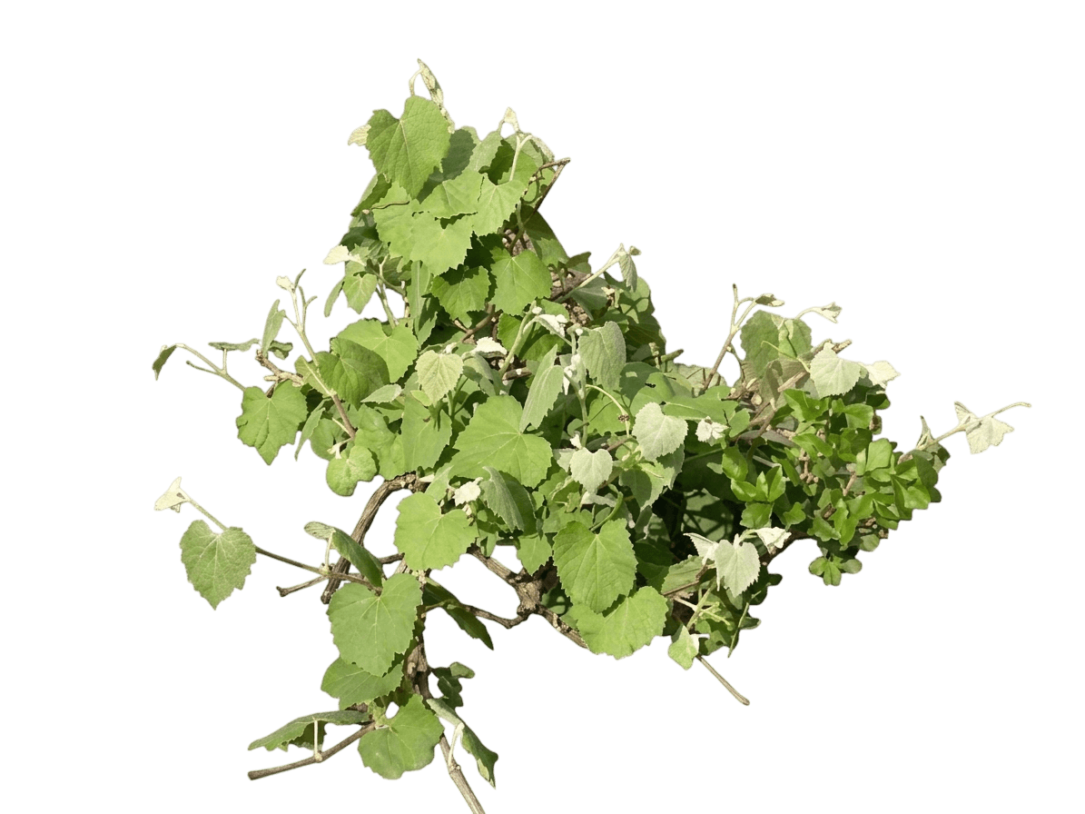 desert grape (Vitis Girdiana) - Shrubs