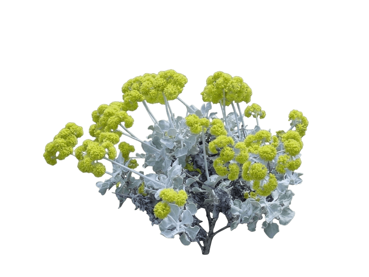 saffron buckwheat (Eriogonum Crocatum) - Perennials