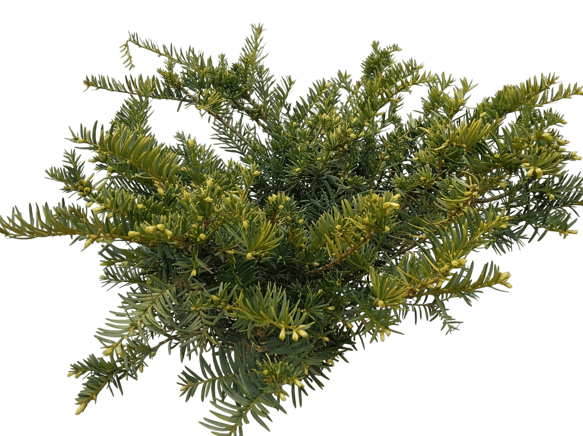 Natorp Densiformis Yew (Taxus X Media 'Natorp') - Ground Layers