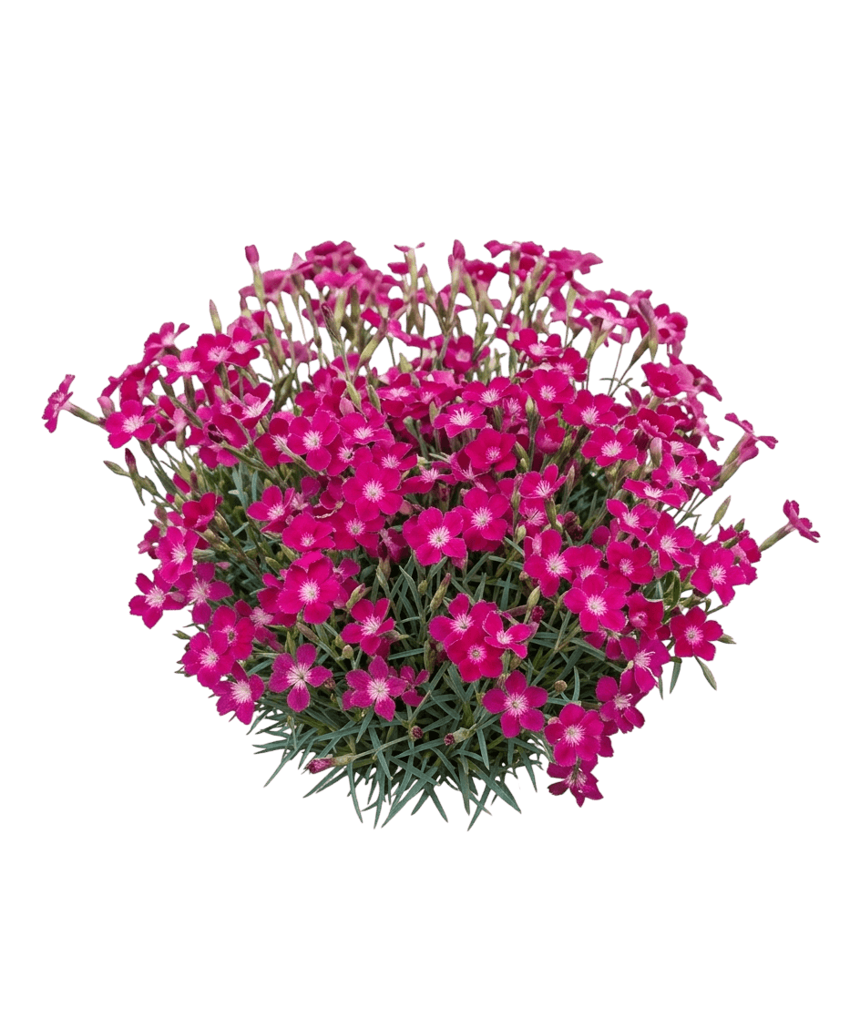 Kahori® Scarlet Garden Pinks (Dianthus Kahori Scarlet 'Hobeakascar') - Perennials