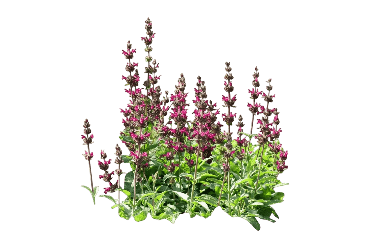 hummingbird/pitcher sage (Salvia Spathacea) - Perennials