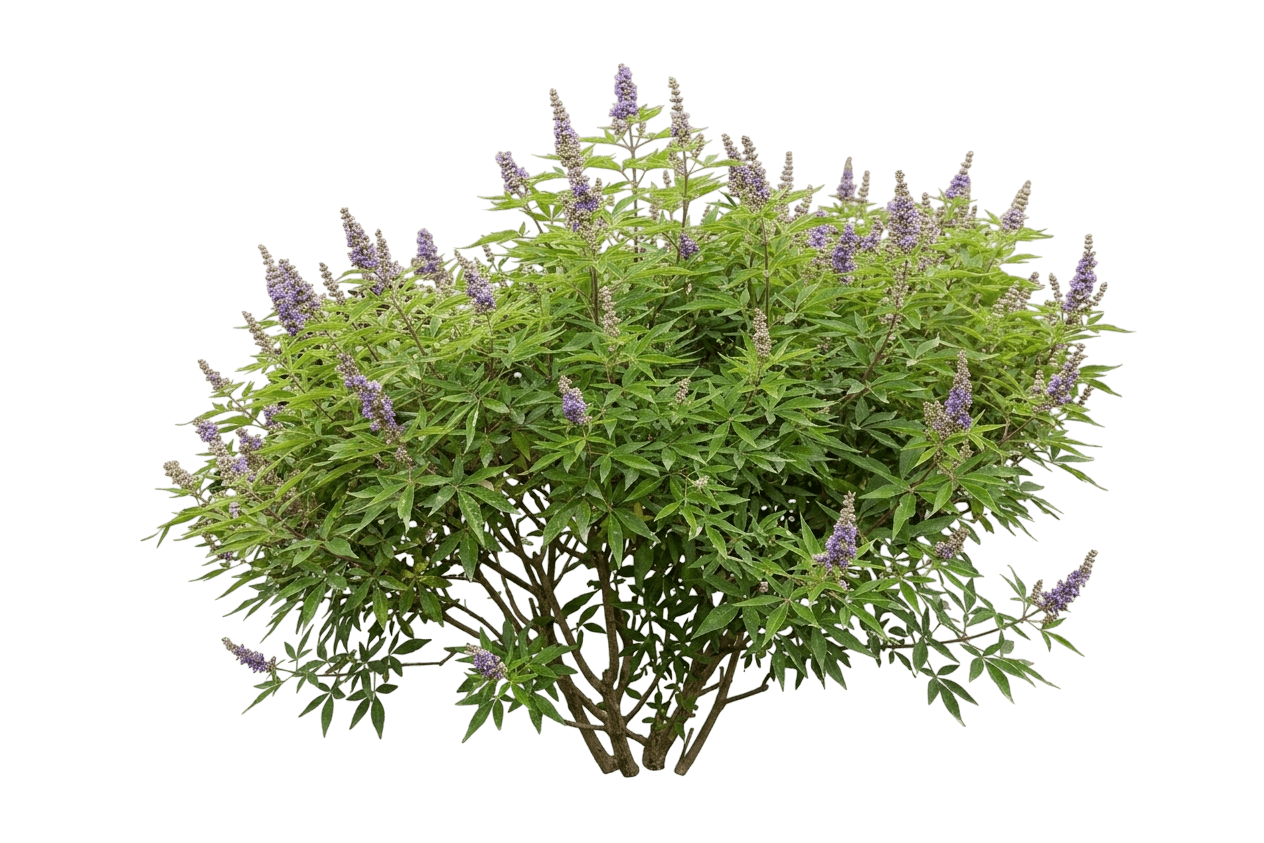 Violet Mist Chaste Tree (Vitex Agnus-Castus 'Bailtexfour') - Ground Layers