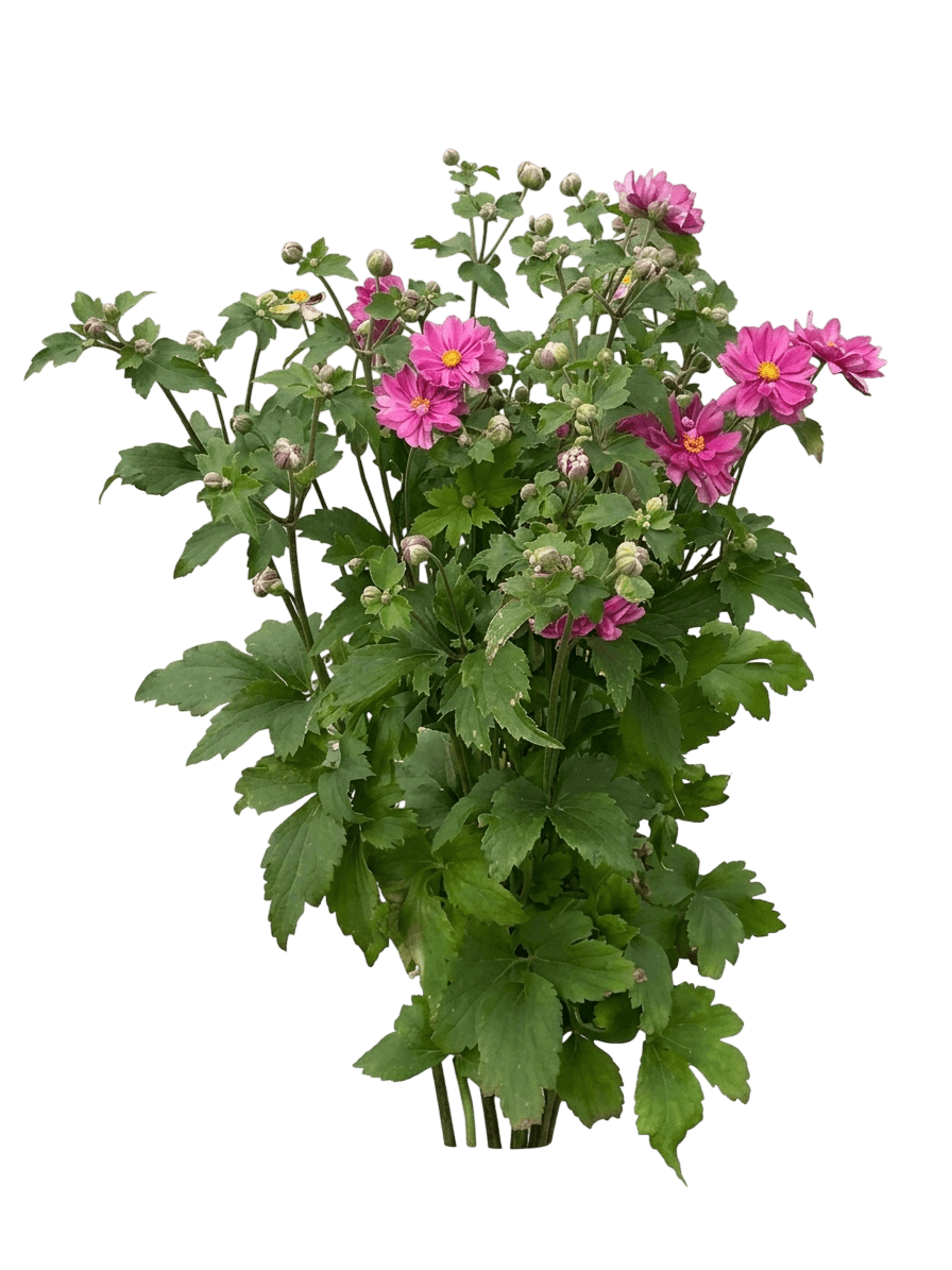 Fall In Love® Sweetly Japanese Anemone (Anemone X Pp31089 Var. X 'Sweetly') - Perennials