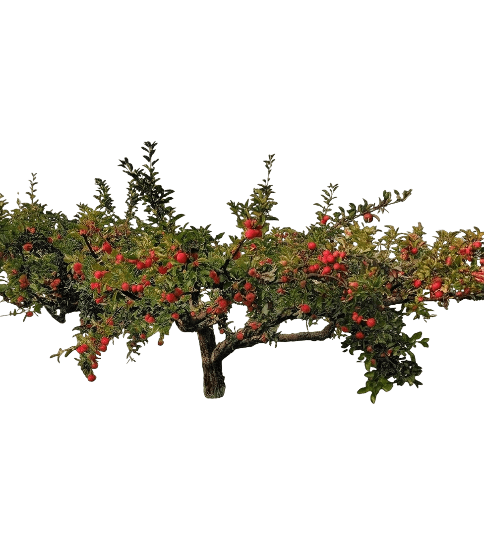 Apple, Zestar (Malus 'Minnewasheta') - Fruit Trees
