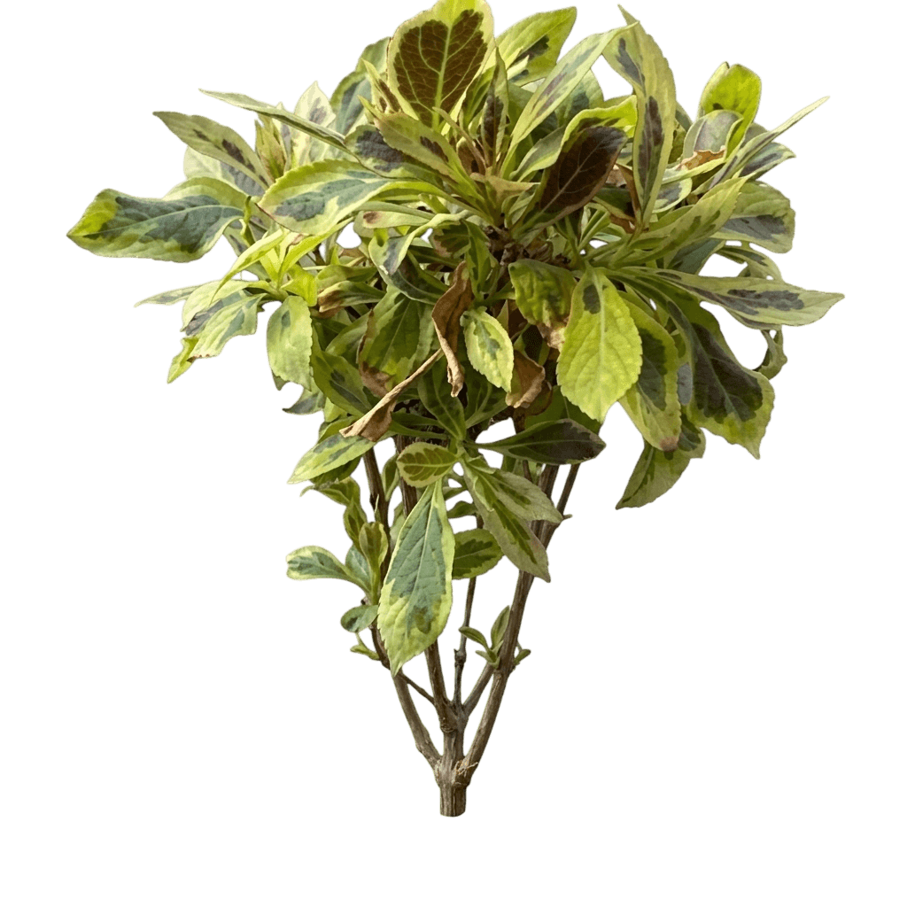 Bubbly Wine® Weigela (Weigela Florida Pp35,328 Var. Florida 'Floraclar') - Shrubs