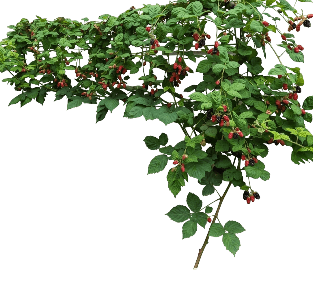 Columbia Star thornless blackberry (Rubus Subgenus Rubus 'Columbia Star') - Ground-layer plants