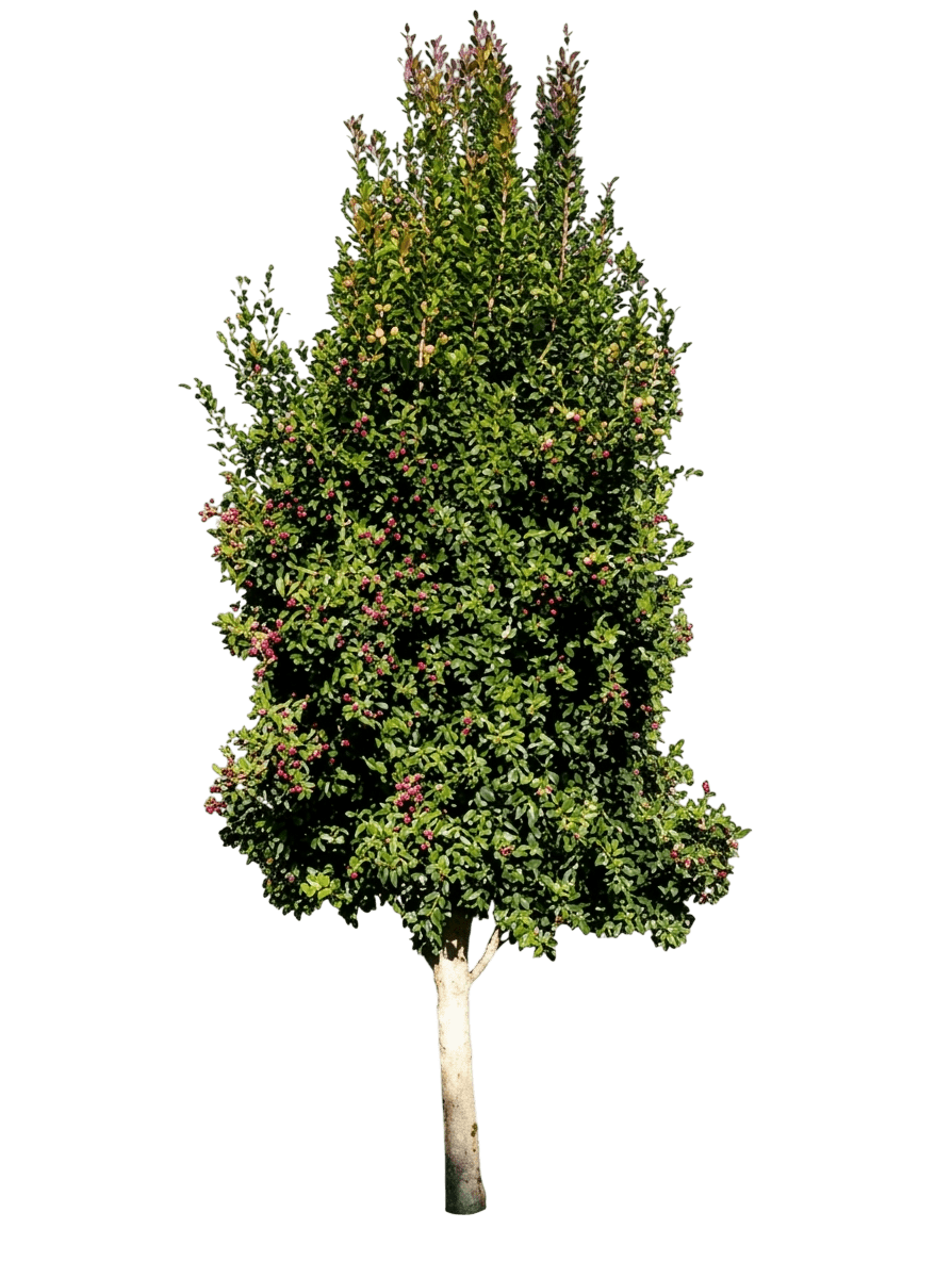 Superior (Syzygium Australe 'Superior') - Ground Layers