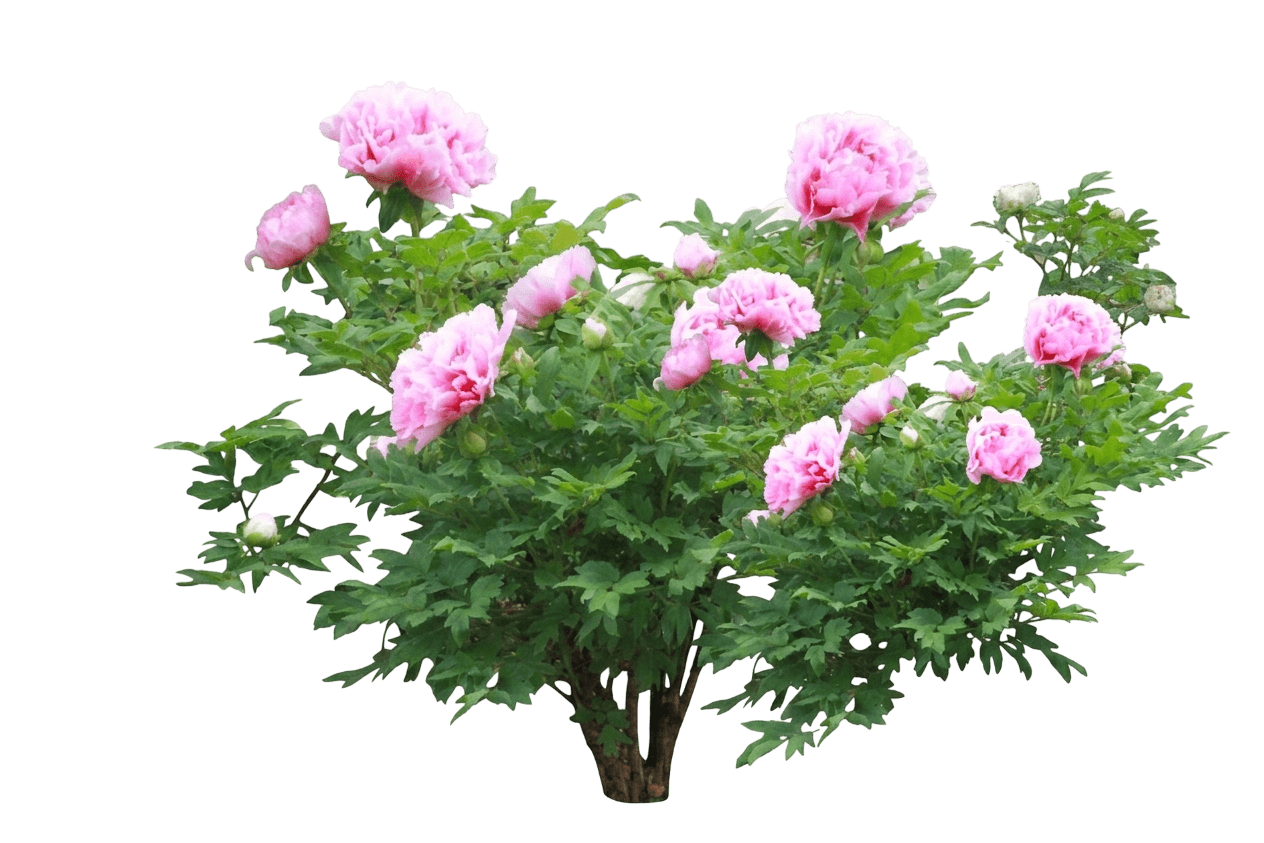 Rome Peony (Paeonia 'Rome') - Perennials