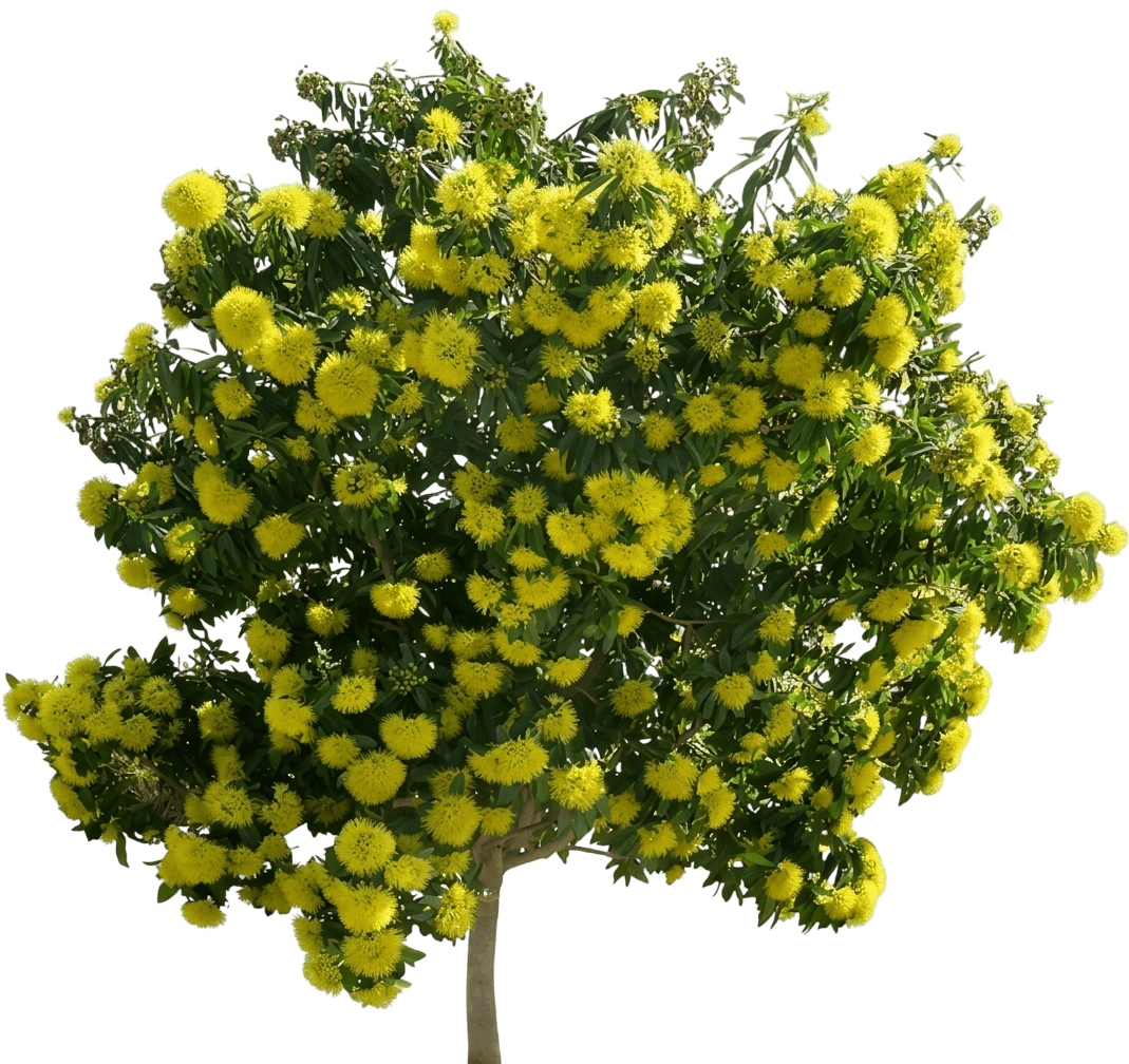 Golden Penda (Xanthostemon Chrysanthus) - Flowering Trees