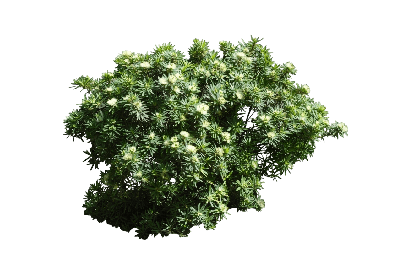 Little Penda (Xanthostemon Verticillatus 'Little Penda') - Ground Layers