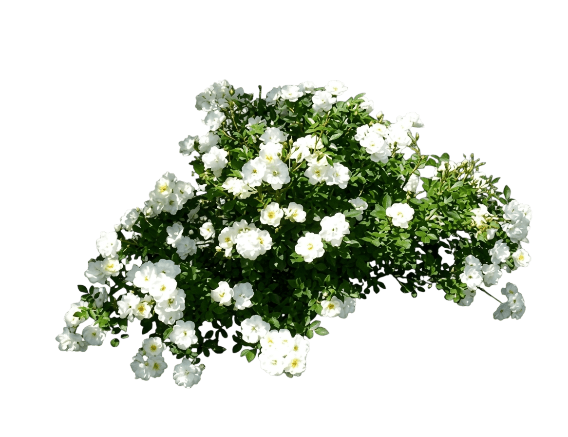 Rose, Sea Foam (Rosa X ‘Sea Foam’) - Ground Layers