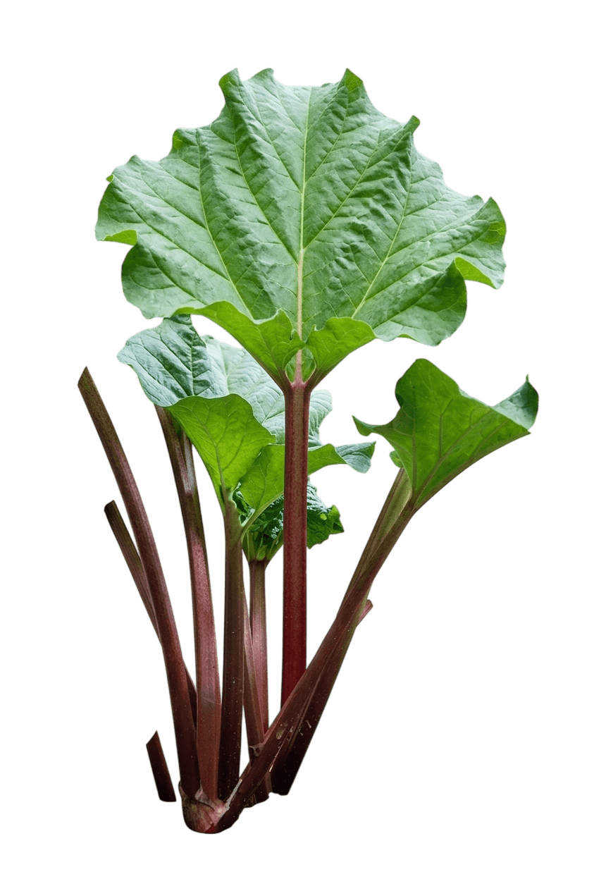 Chipman'S Canada Red Rhubarb Plant (Rheum Var. Hybrid 'Chipman') - Perennials
