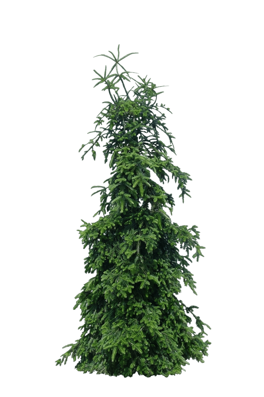 Weeping White Spruce 'Pendula Morton' (Picea Glauca S Tower 'Pendula Morton') - Evergreen Trees