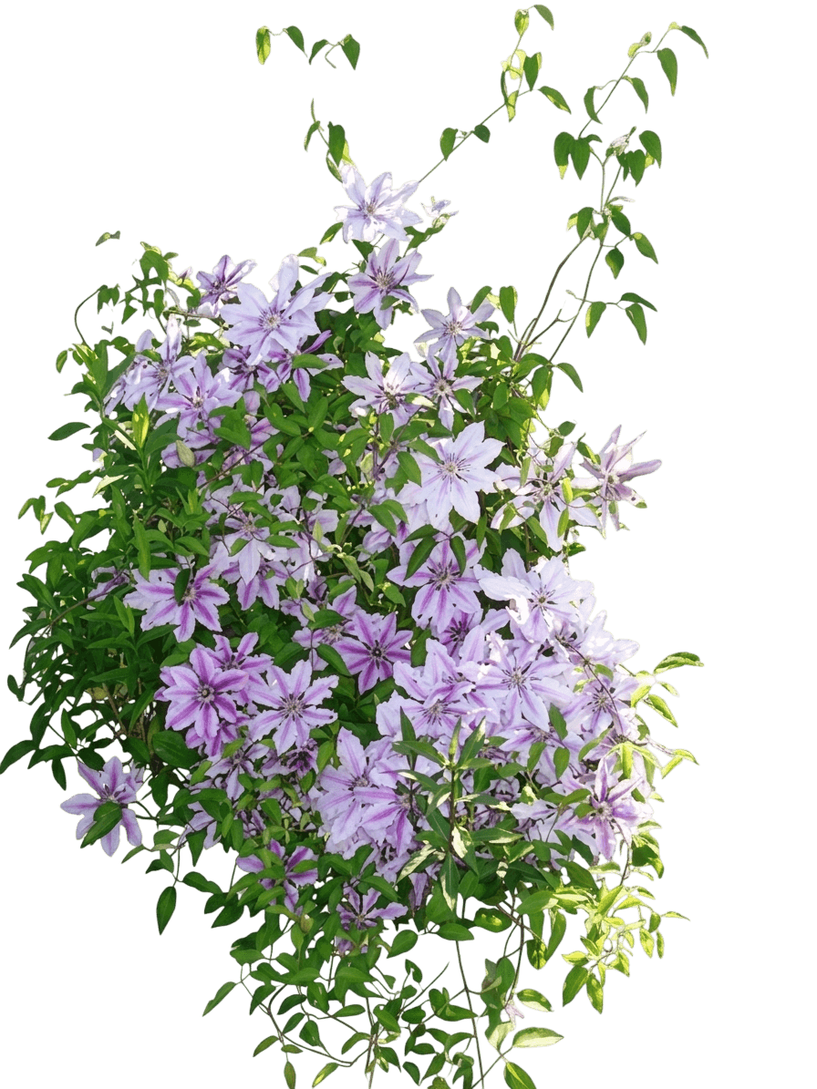 Hybrid Clematis (Clematis 'Candy Stripe') - Perennials