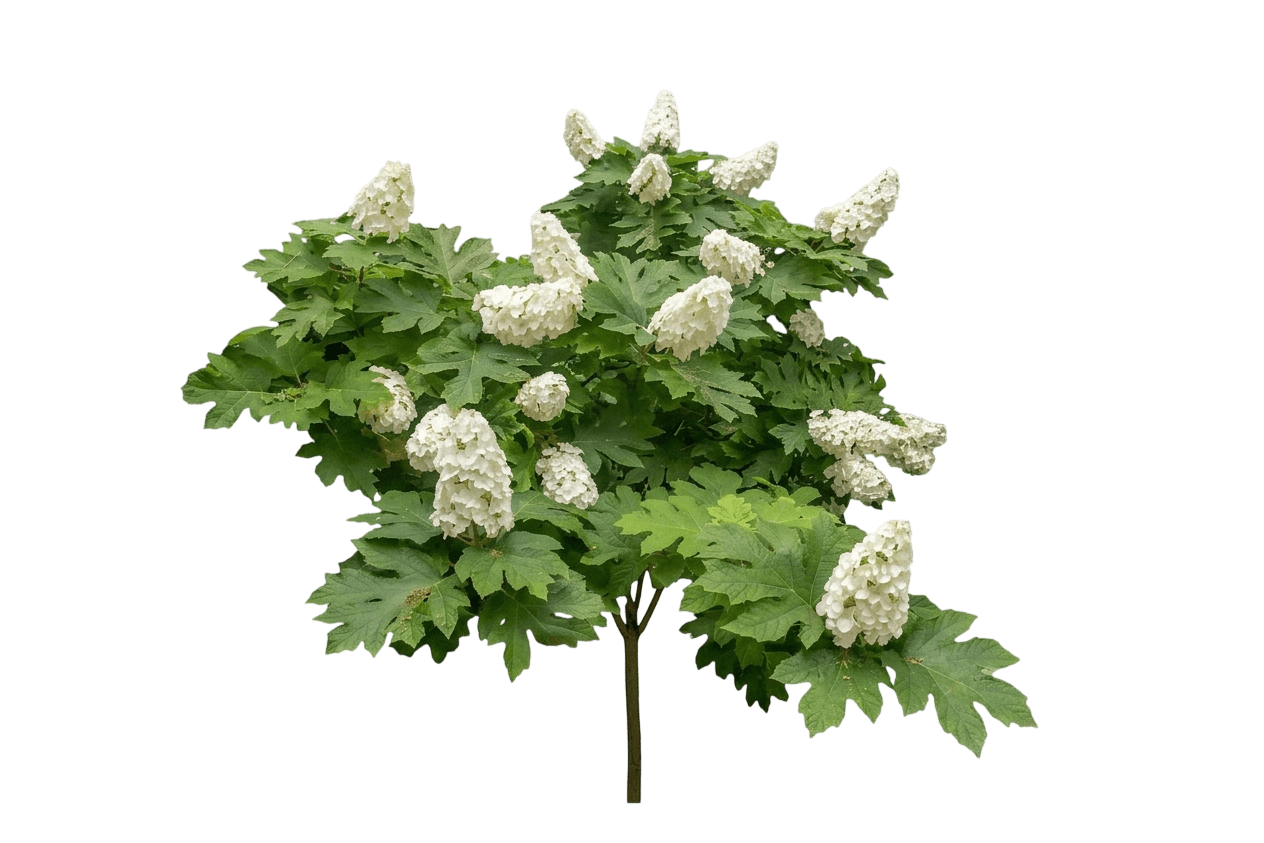 Jetstream™ Hydrangea (Hydrangea Quercifolia Piihq-I Pp25,319 Var. Quercifolia) - Shrubs