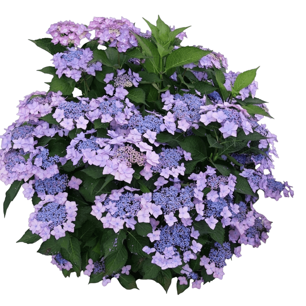 Let's Dance® Sky View® Mountain Hydrangea (Hydrangea Macrophylla × Serrata Var. Macrophylla X Serrata 'Smnhsme') - Shrubs