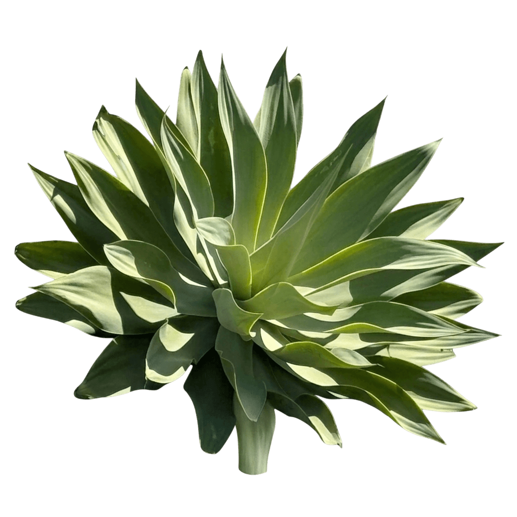 Foxtail Agave (Agave Attenuata) - Succulents