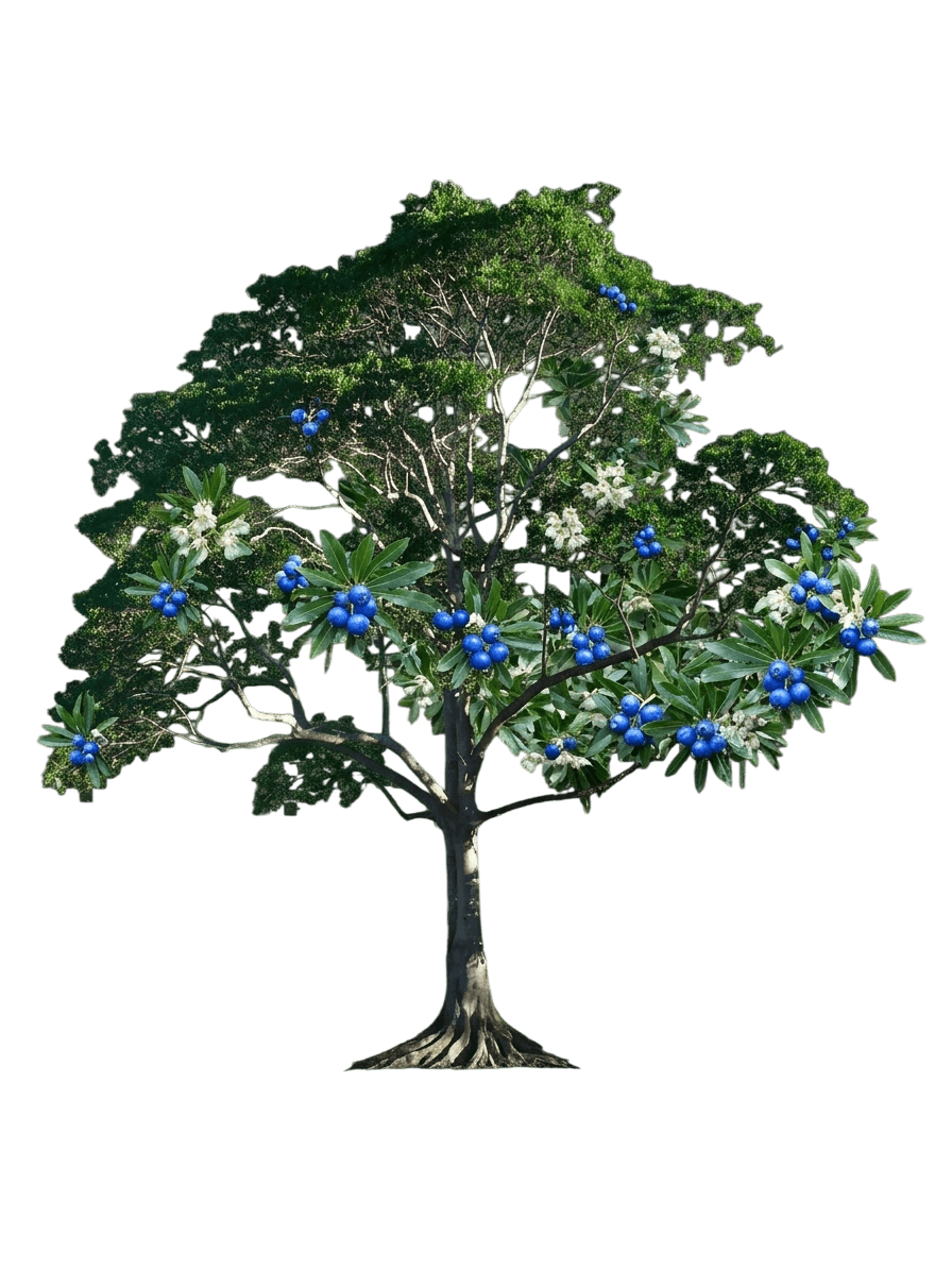 Blue Quandong (Elaeocarpus Grandis 'Blue Quandong') - Evergreen Trees