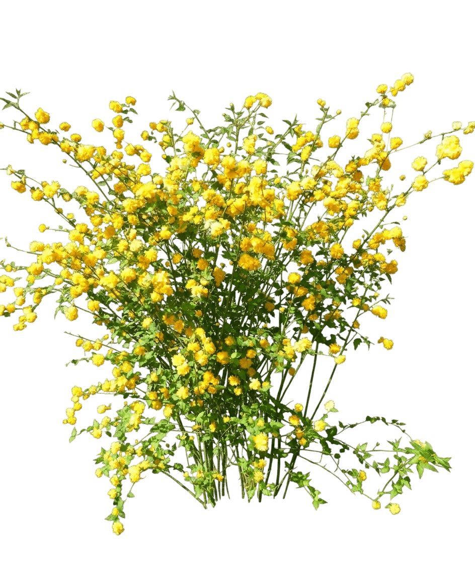 Double Japanese Kerria (Kerria Japonica 'Pleniflora') - Ground Layers