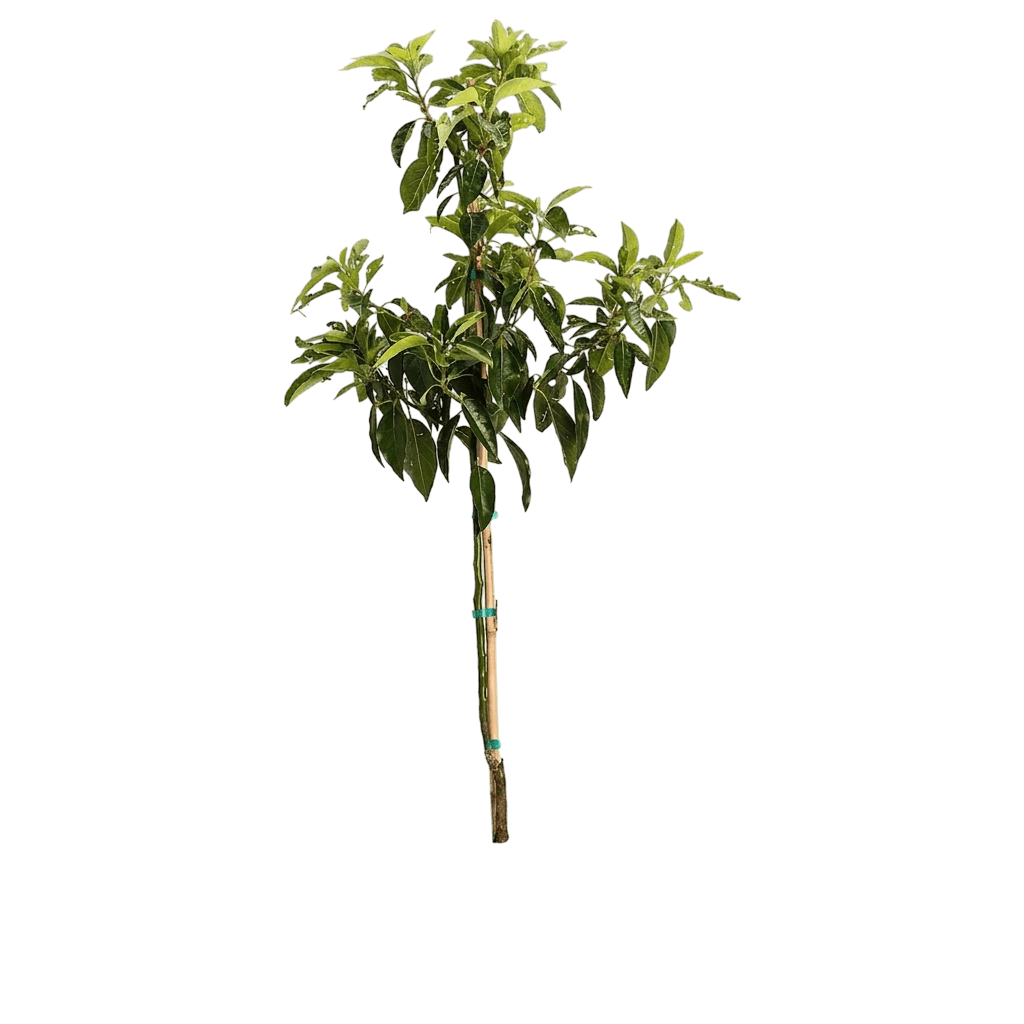 Pancho Cold Hardy Avocado (Persea Americana 'Pancho') - Fruit Trees