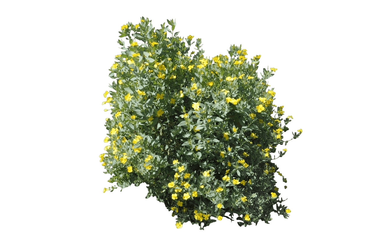 island bush poppy (Dendromecon Harfordii) - Shrubs