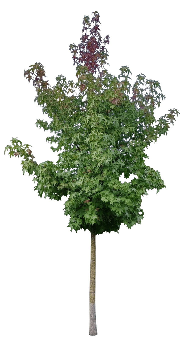 Burgundy Blush Sweetgum (Liquidambar Styraciflua 'Burgundy Blush') - Shade Trees