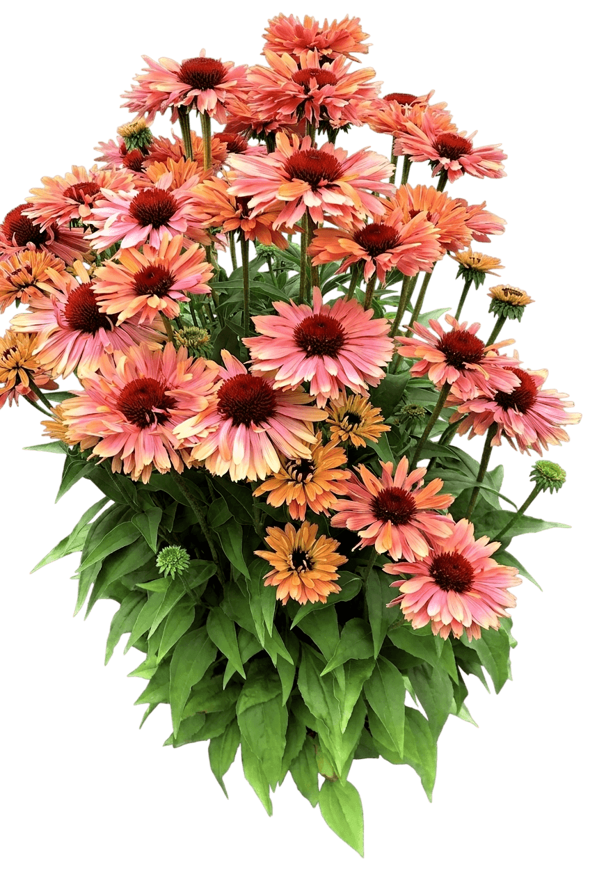 Fresco Apricot Coneflower (Echinacea 'Apricot') - Perennials