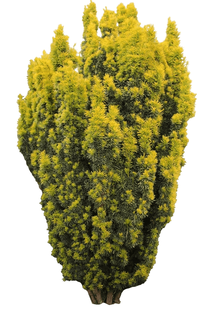 Everlow Yew (Taxus × Media Var. X Media 'Everlow') - Shrubs