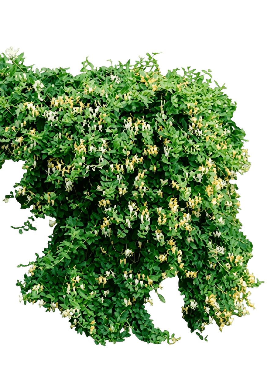 Honeysuckle, Hall'S (Lonicera Japonica ‘Halliana’) - Ground Layers