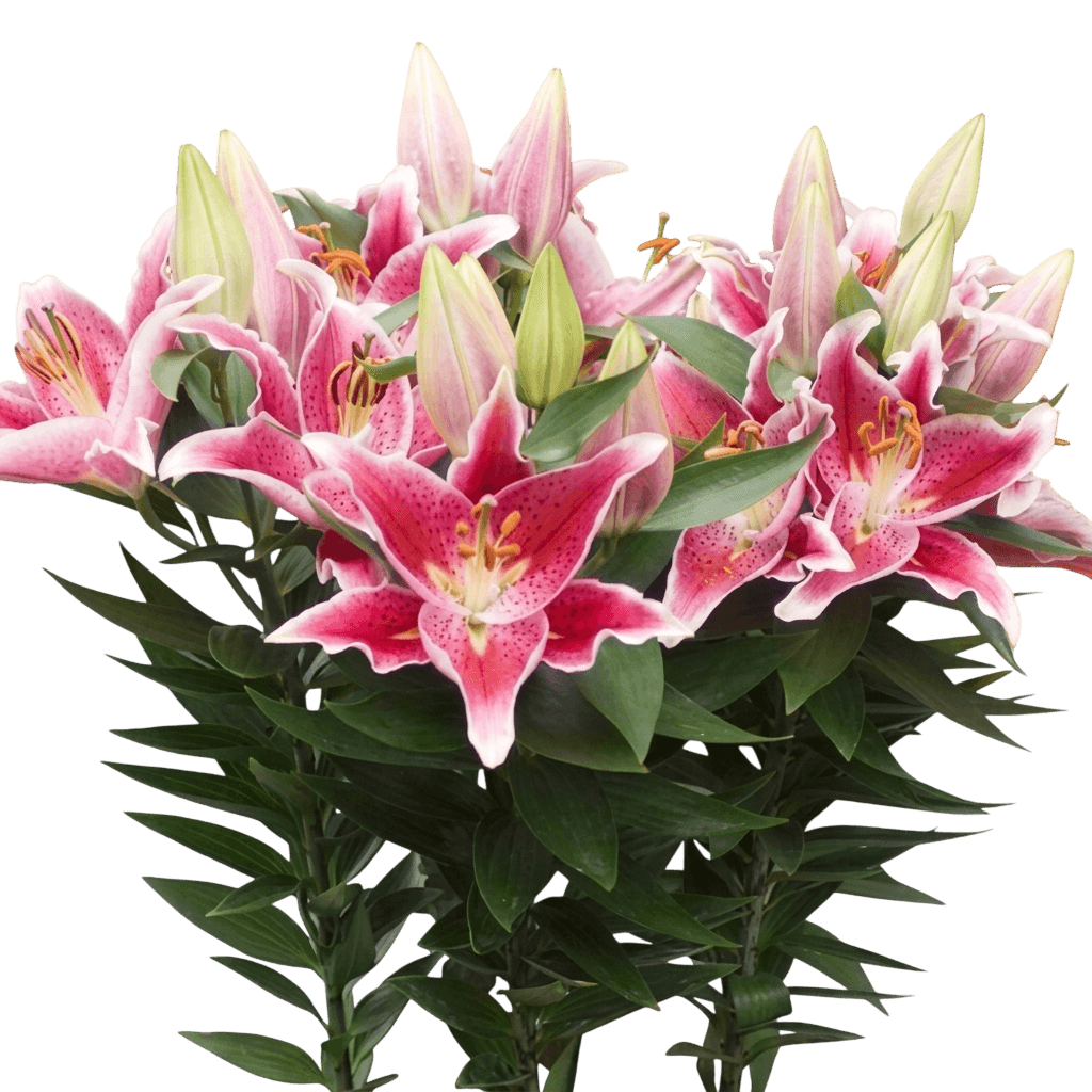 After Eight Oriental Lily (Lilium 'After Eight') - Perennials