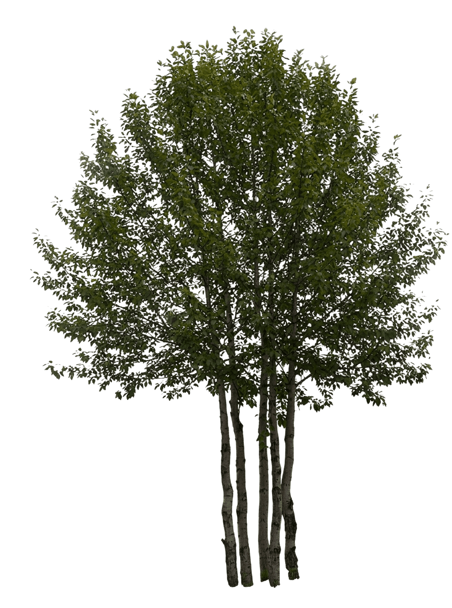 Balsam Poplar (Populus Balsamifera) - Shade Trees