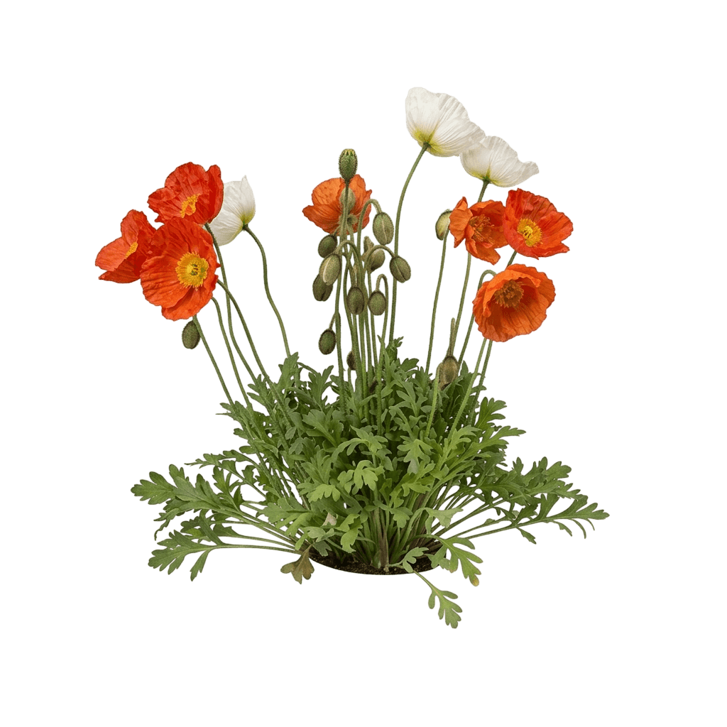 poppy, iceland, spring fever (Papaver Nudicaule, Spring Fever Mix) - Perennials