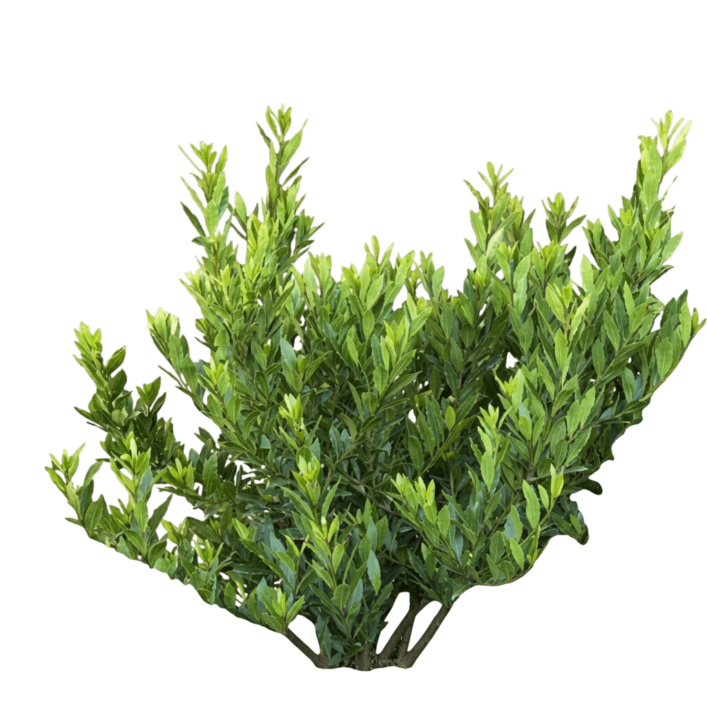 Little Ragu Sweet Bay (Laurus Nobilis 'Monrik') - Ground Layers