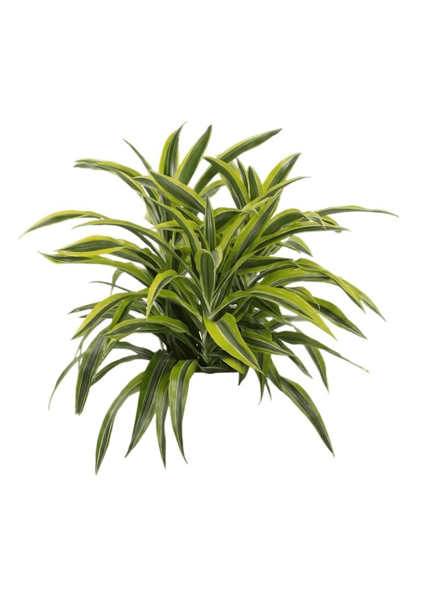 Lime (Dracaena 'Lime') - Ground Layers