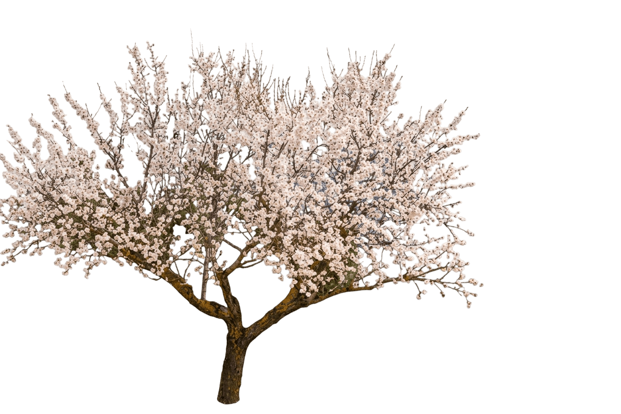 All-In-One Almond (Prunus Dulcis 'All-In-One') - Fruit Trees