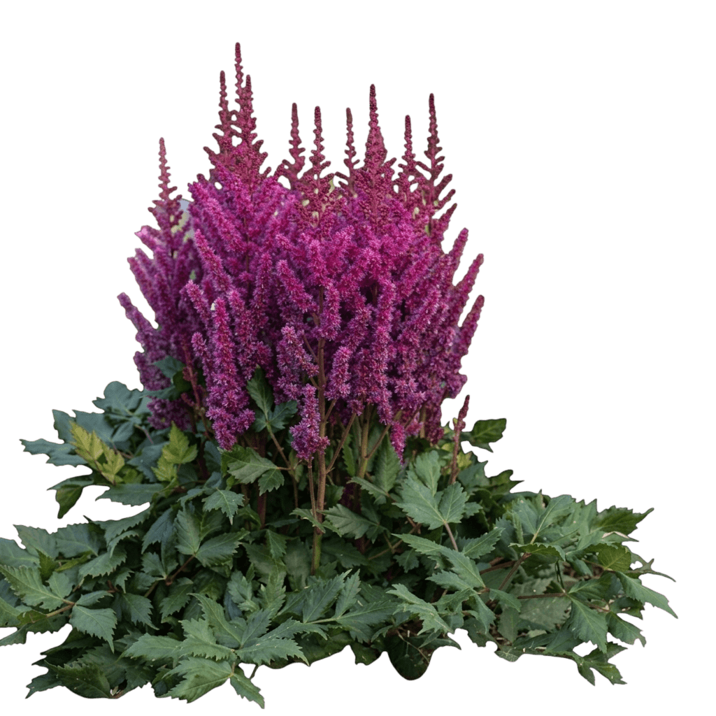 Little Vision In Purple Astilbe (Astilbe Chinensis Var. Chinensis 'Little Vision In Purple') - Perennials