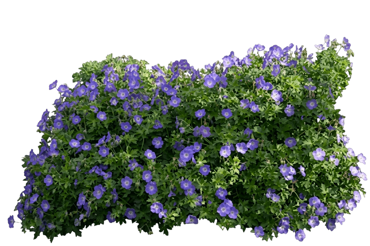 Rozanne Geranium (Geranium 'Gerwat') - Perennials