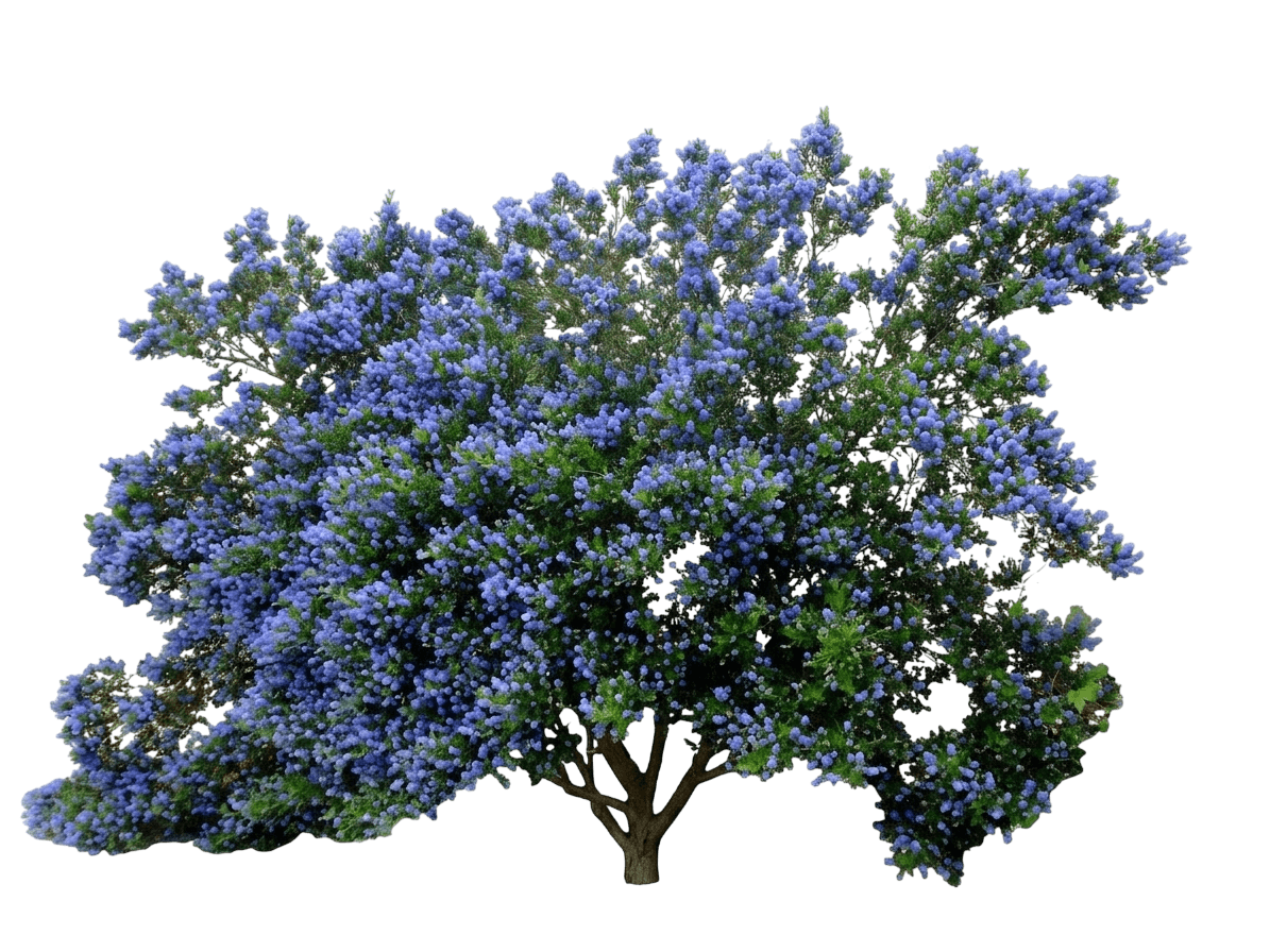 Skylark ceanothus (Ceanothus Thyrsiflorus 'Skylark') - Shrubs