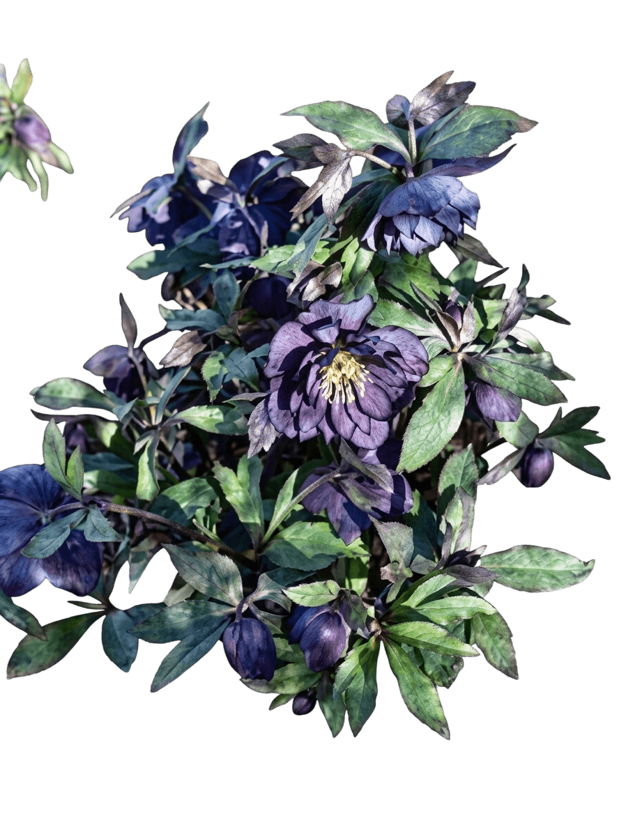 Dark And Handsome Lenten Rose (Helleborus Dark And Handsome) - Perennials
